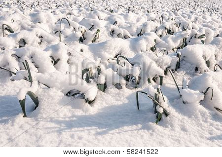 Snowy Leek Plants In The Field