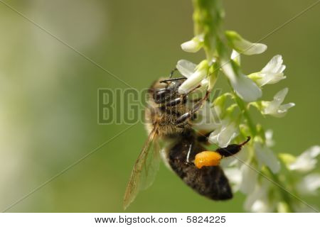 Biene
