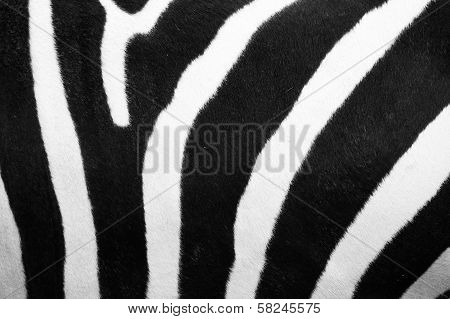 Zebra Pattern