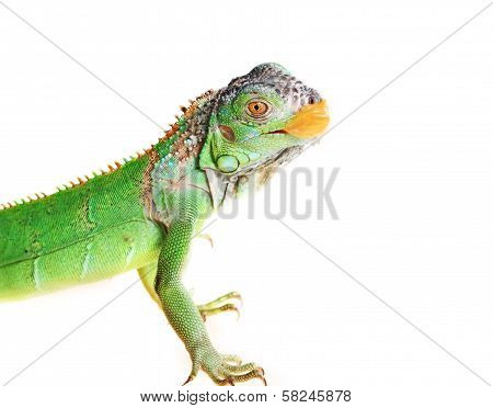 Iguana (iguana Iguana)