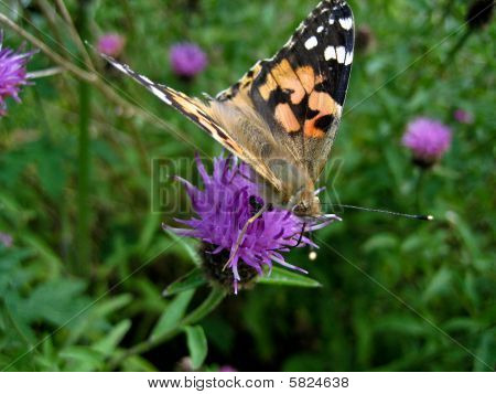 Papillon Vanesse du chardon