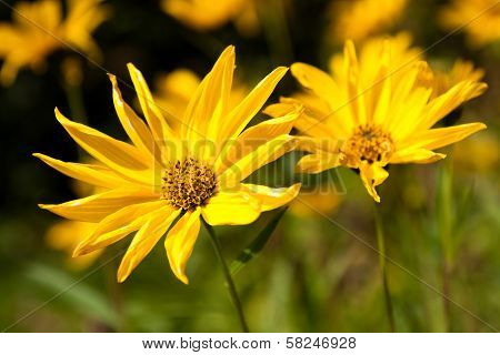 Yellow Flowers