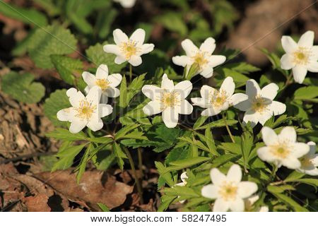 White Flowers