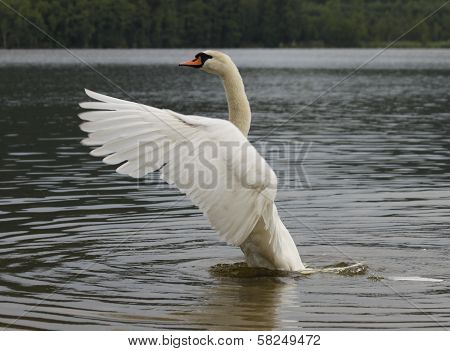 Swan