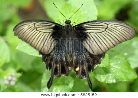 Farfalla Papilio Polyxenes (Papilio polyxenes)