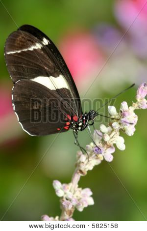 ผีเสื้อ Atthis Heliconius