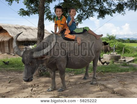 Bambini asiatici Ride sul bufalo d'acqua