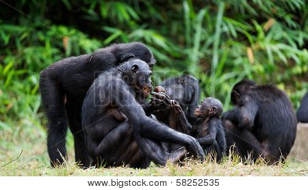 Bonobo On A Tree Branch.
