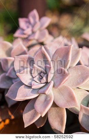 Echeveria