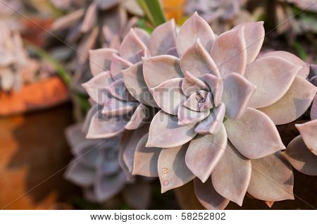 Echeveria