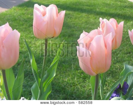 Keukenhoff tulipanes 