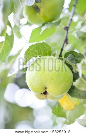 Green Apple On Tree Close-up