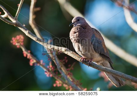 Laughing Dove (stretopelia Senegalensis)