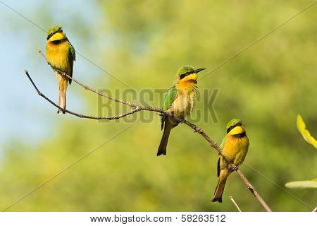 Three Little Bee-eaters (merops Pusillus) On A Branch