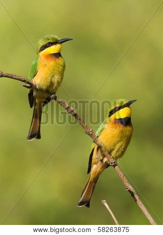Two Little Bee-eaters (merops Pusillus) On A Branch