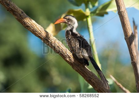 Young Western Red-billed Hornbill