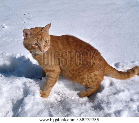 Red Cat On A March Snow