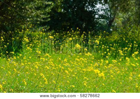 Meadow Of Yellow Flowers With Gossamer. Beauty Nature Background