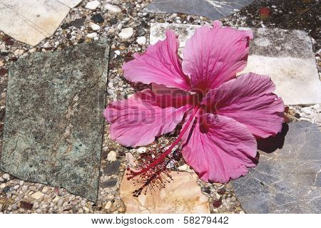 Pale Pink Hibiscus Flower On Crazy Paving