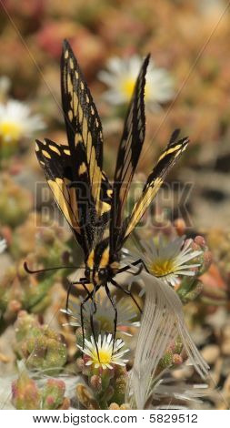 butterfly
