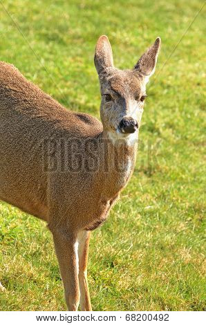 Blacktail Deer