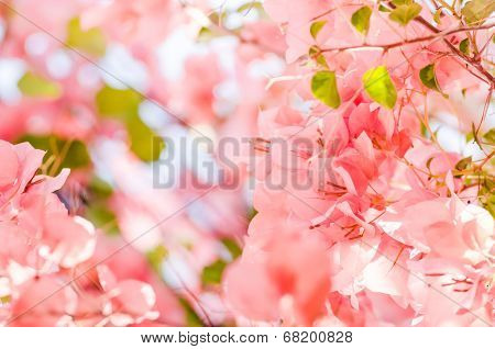 Paper Flowers Or Bougainvillea