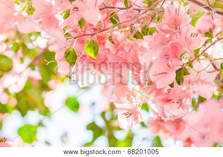 Paper Flowers Or Bougainvillea