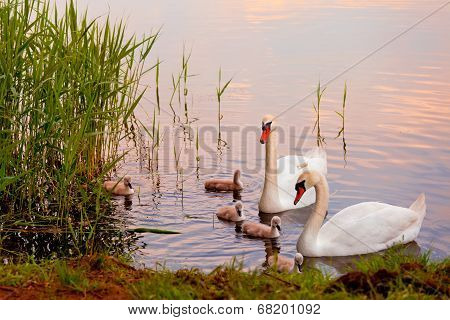 Swans with nestlings at  sunset
