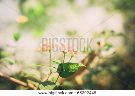 Lantana Or Wild Sage Or Cloth Of Gold Vintage