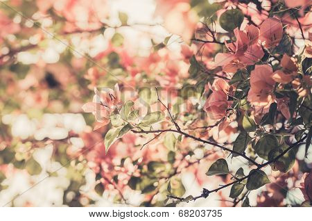Paper Flowers Or Bougainvillea Vintage
