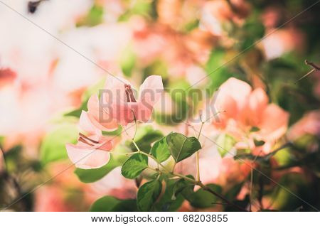Paper Flowers Or Bougainvillea Vintage