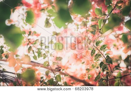 Paper Flowers Or Bougainvillea Vintage