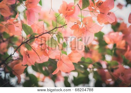 Paper Flowers Or Bougainvillea Vintage