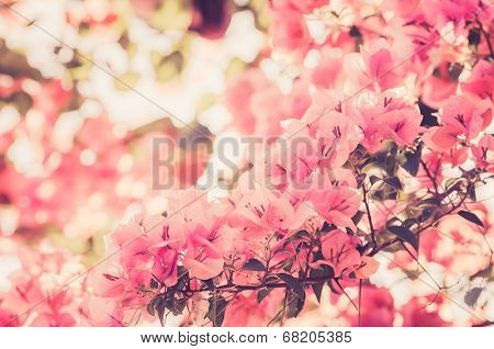 Paper Flowers Or Bougainvillea Vintage