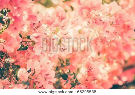 Paper Flowers Or Bougainvillea Vintage