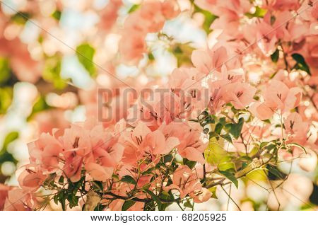 Paper Flowers Or Bougainvillea Vintage