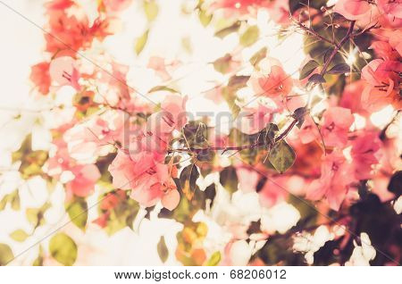 Paper Flowers Or Bougainvillea Vintage