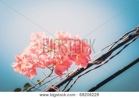 Paper Flowers Or Bougainvillea Vintage
