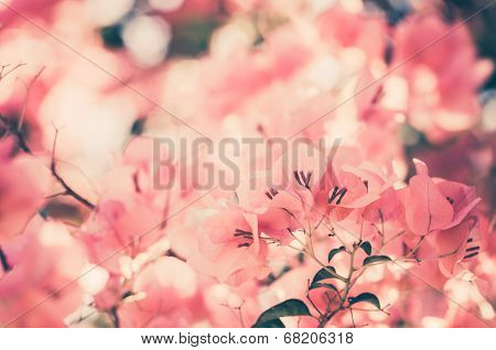 Paper Flowers Or Bougainvillea Vintage
