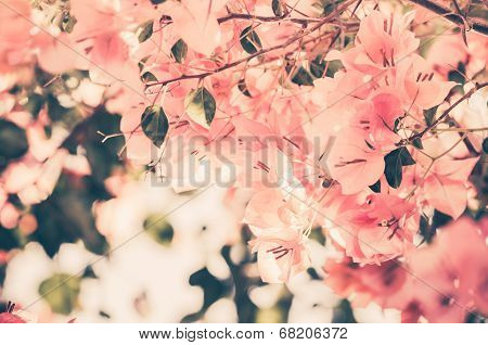 Paper Flowers Or Bougainvillea Vintage