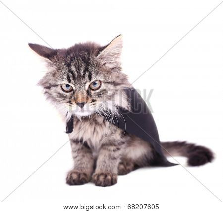 Cat in black cloak, isolated on white. 