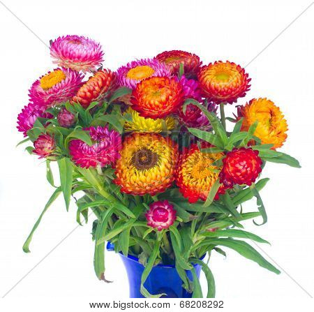 Everlasting flowers