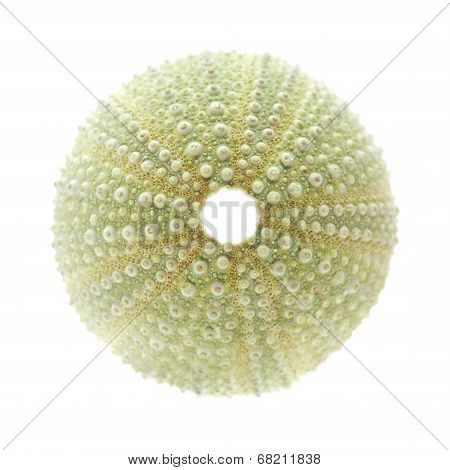 Sea Urchin Skeleton
