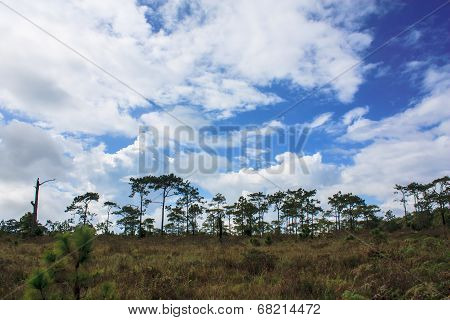 Forest In Thailand .