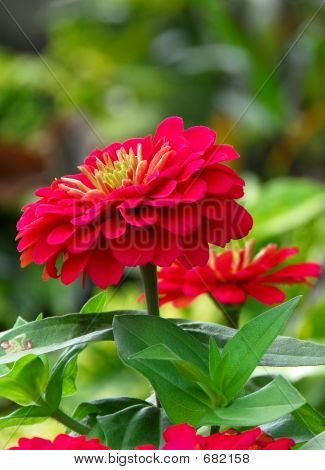 Cínie Flower Augustifolia