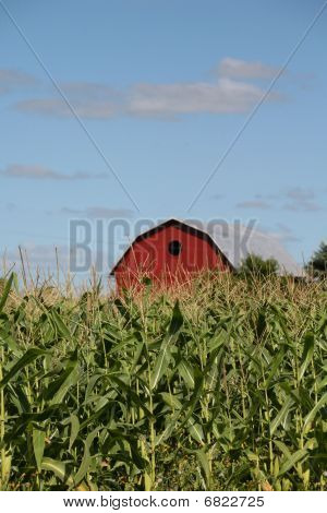 Wysoka Corn