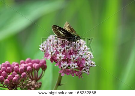Persius Duskywing