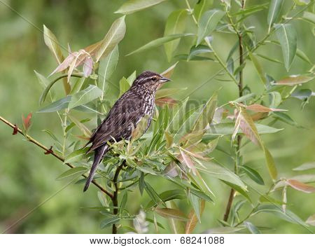 Female Red-winged Blackbird
