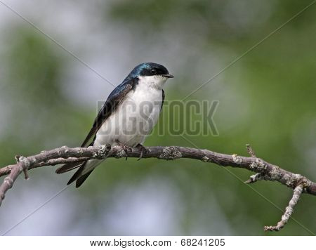 Tree Swallow Profile