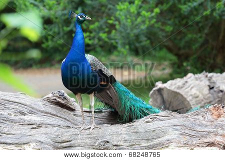 Indian Peafowl On A Branch
